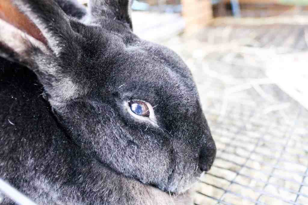meat rabbits meat rabbits breeds