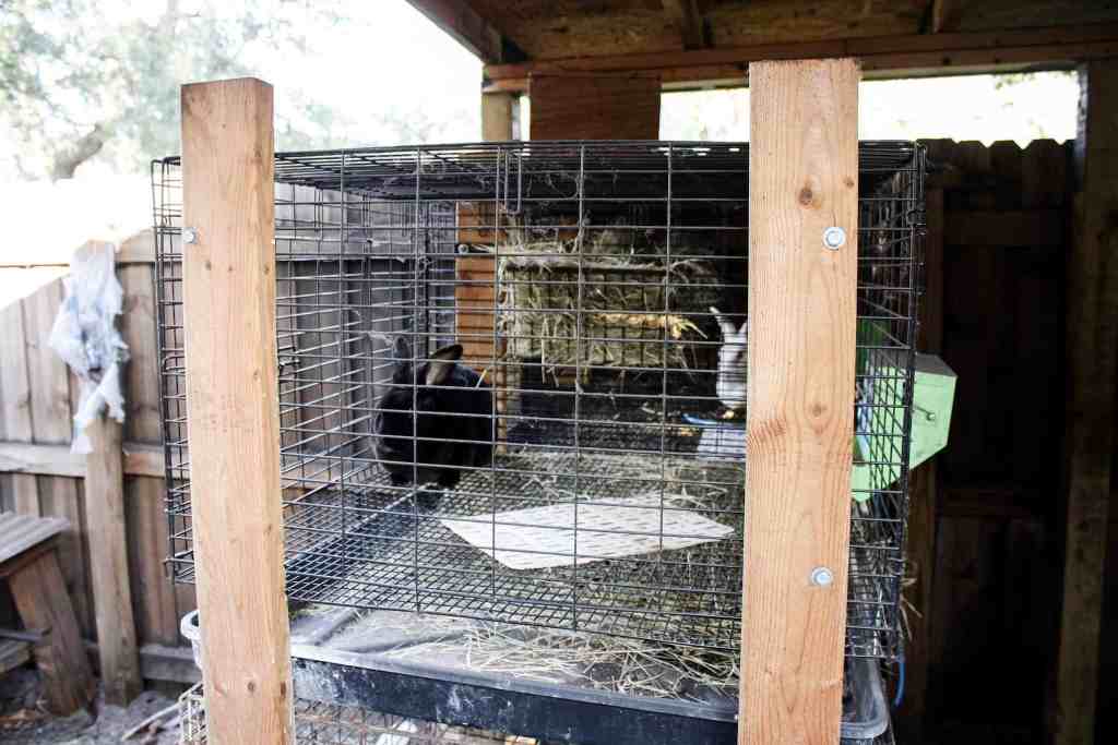 meat rabbits meat rabbits set up