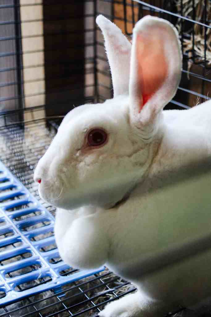 breed meat rabbits breeding meat rabbits