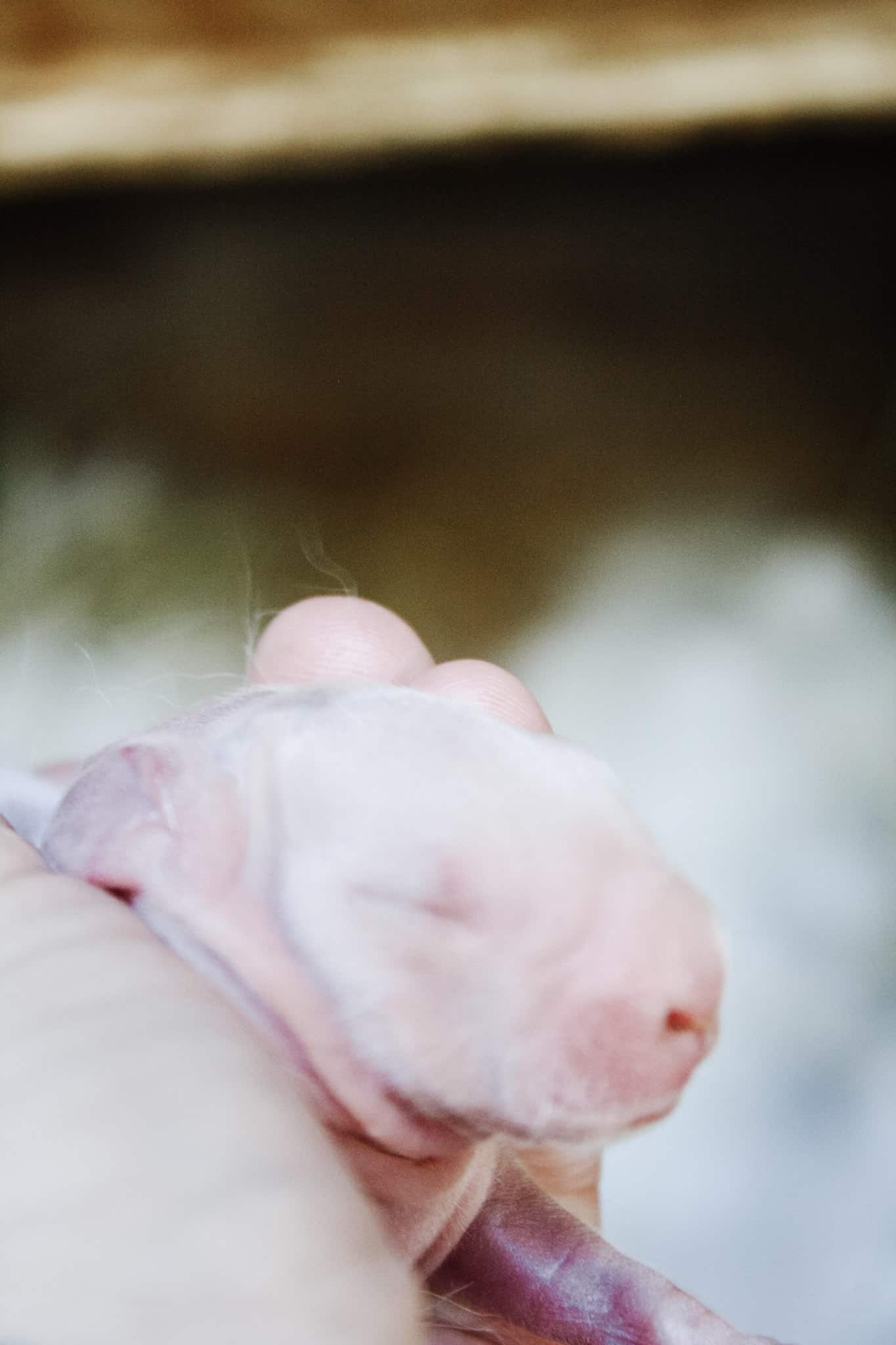 How To Breed Meat Rabbits In Your Own Backyard
