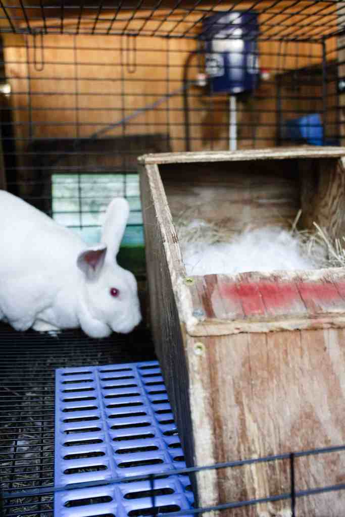 breeding meat rabbits meat rabbits