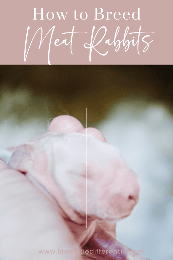 breed meat rabbits breed meat rabbits