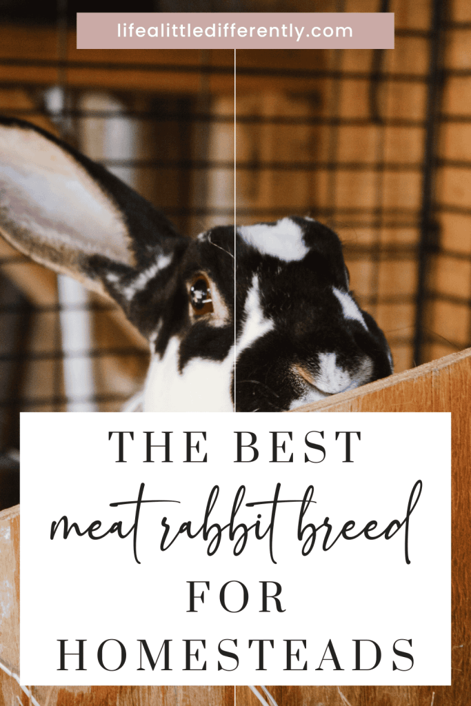 meat rabbit breed meat rabbit breed