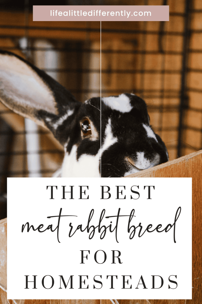 raising meat rabbits meat rabbit breed