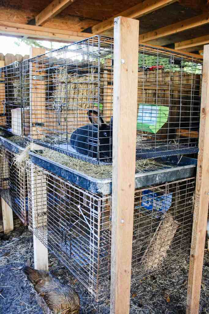 meat rabbit set up meat rabbit cage set up