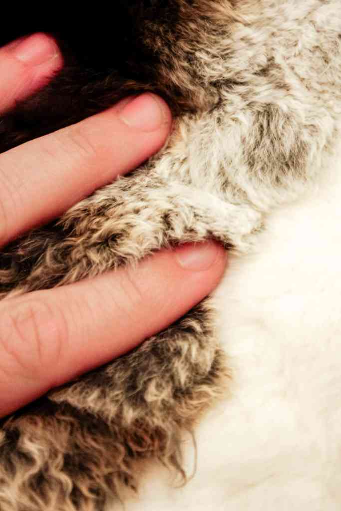 meat rabbit breed rabbit breeds