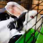breeding rabbits