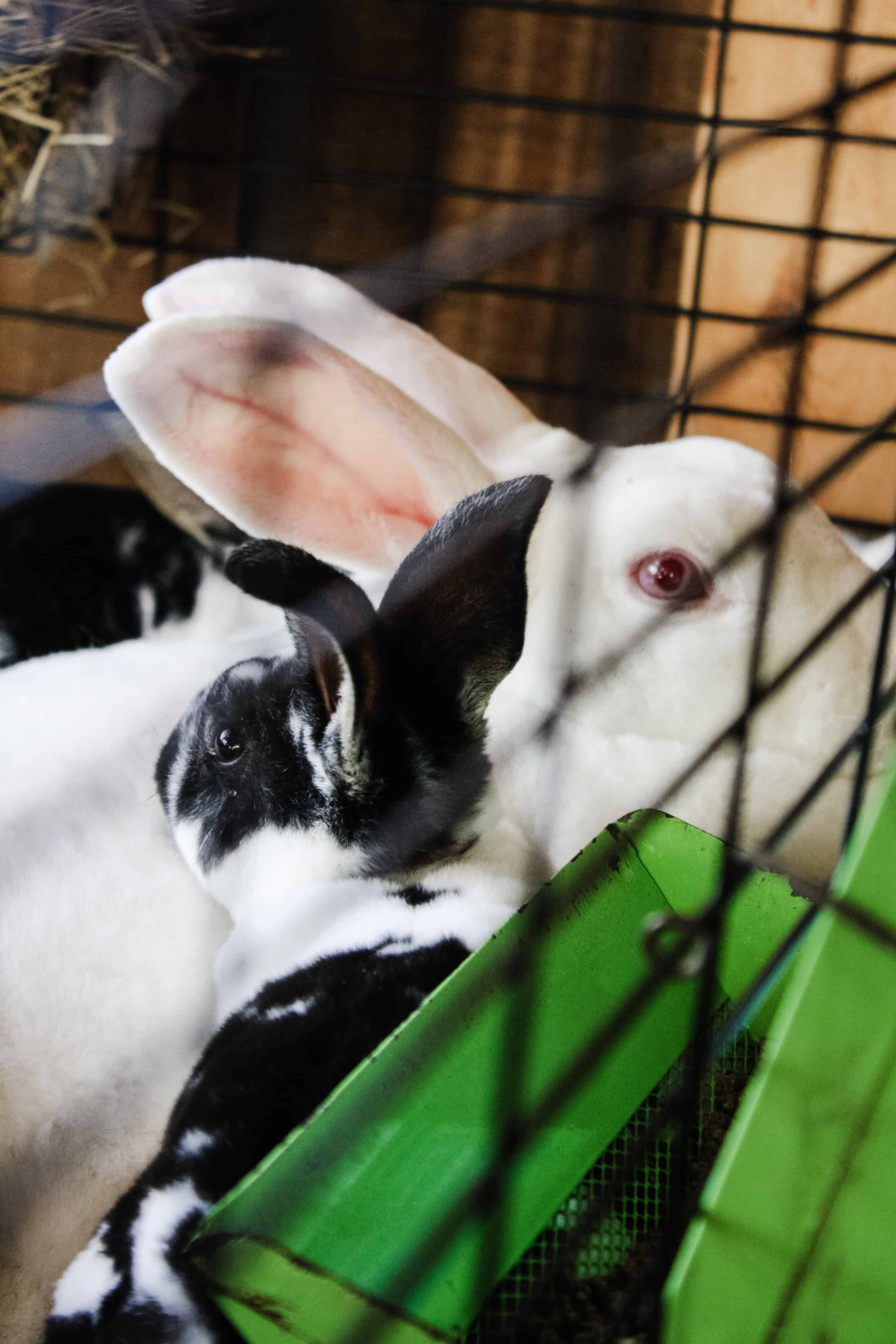 breeding rabbits