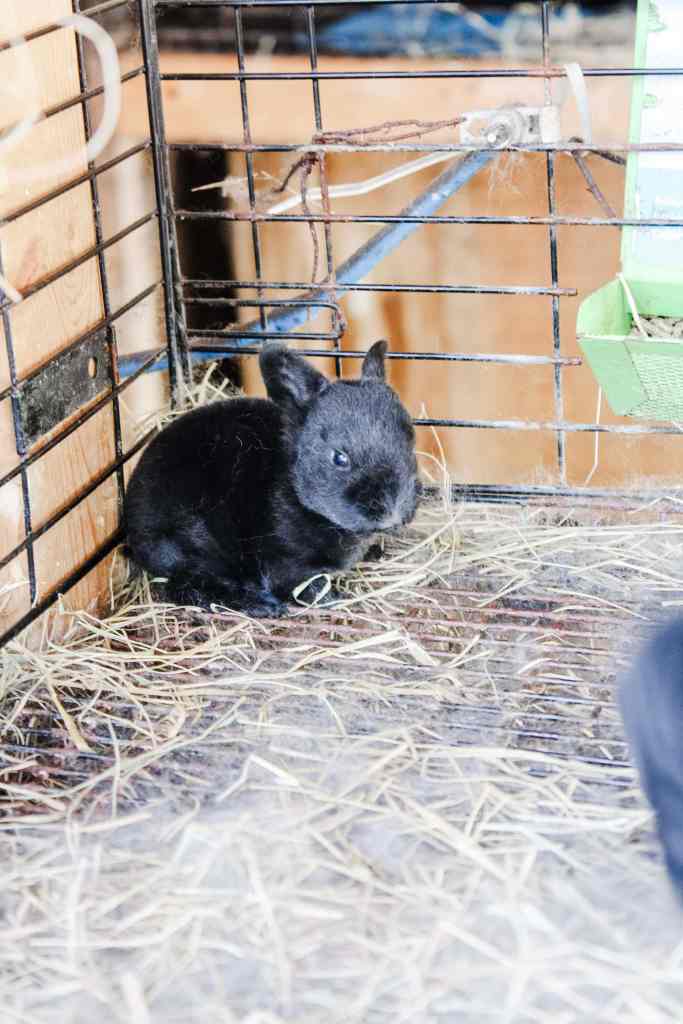 breeding rabbits breeding rabbits for meat