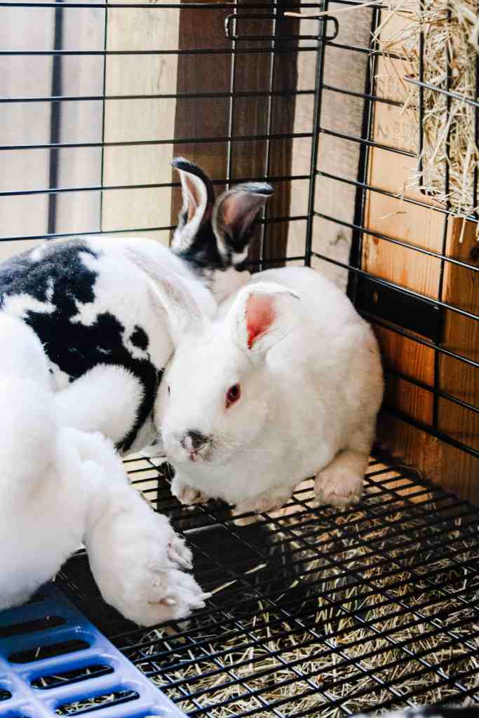 breeding rabbits how to breeding rabbits