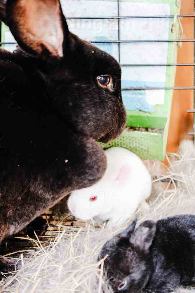 breeding rabbits rabbit breeding