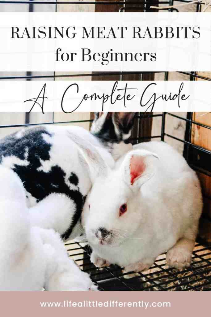 raising meat rabbits breed meat rabbit guide