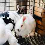how to breed meat rabbits