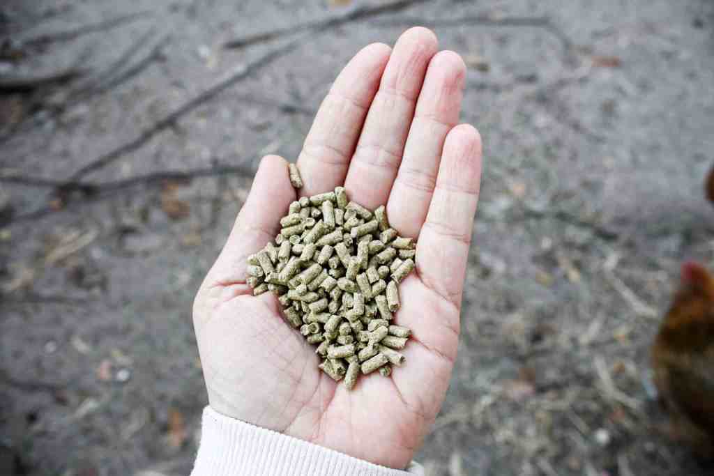 butcher meat rabbits meat rabbit feed