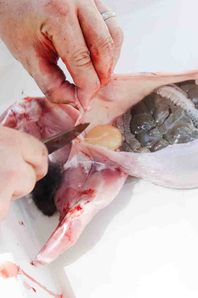 how to butcher rabbits butcher rabbits guide