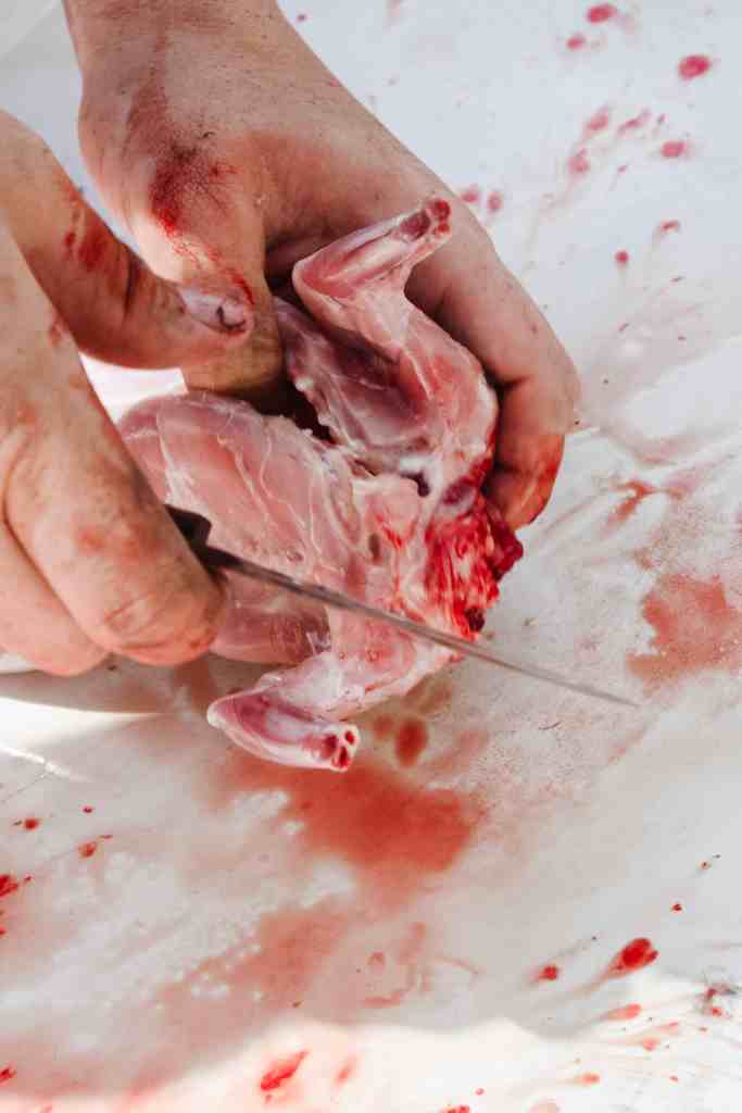 how to process rabbits guide to process rabbits