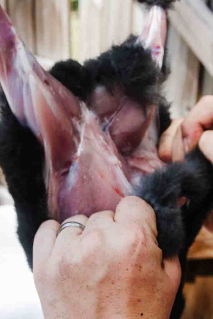 how to butcher rabbits how to butcher a rabbit
