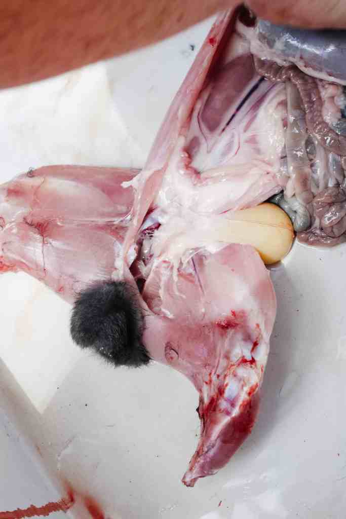 how to butcher rabbits process rabbits