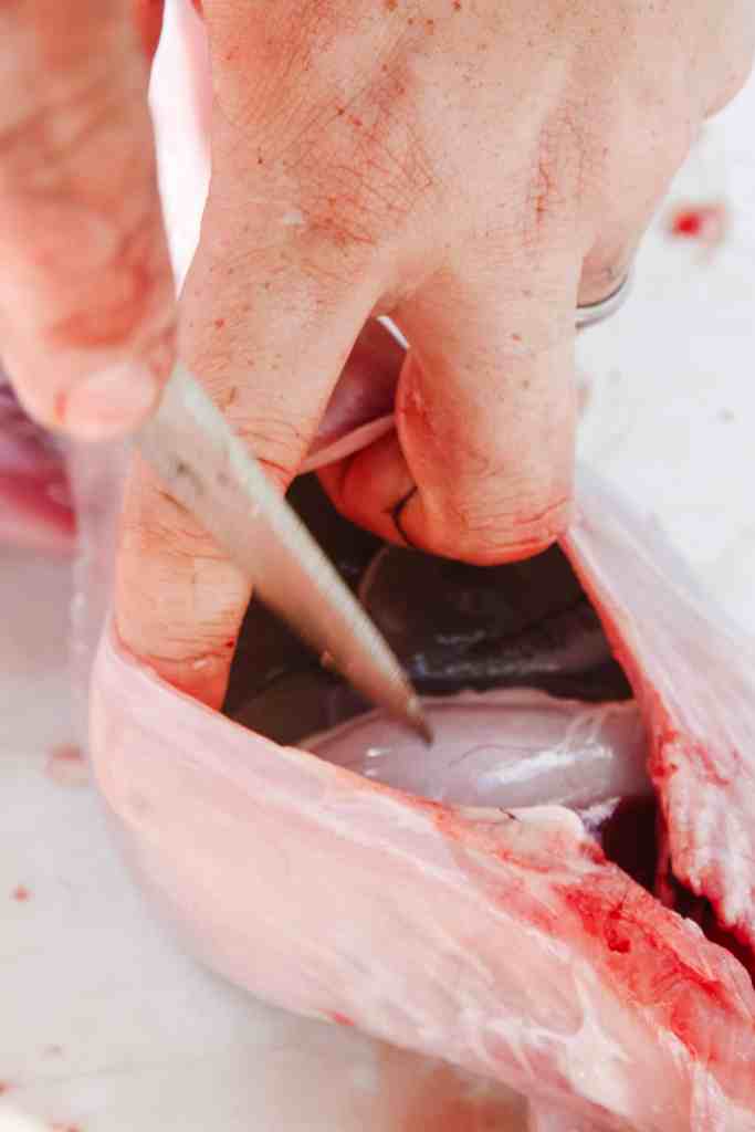 how to butcher rabbits process rabbits for beginners