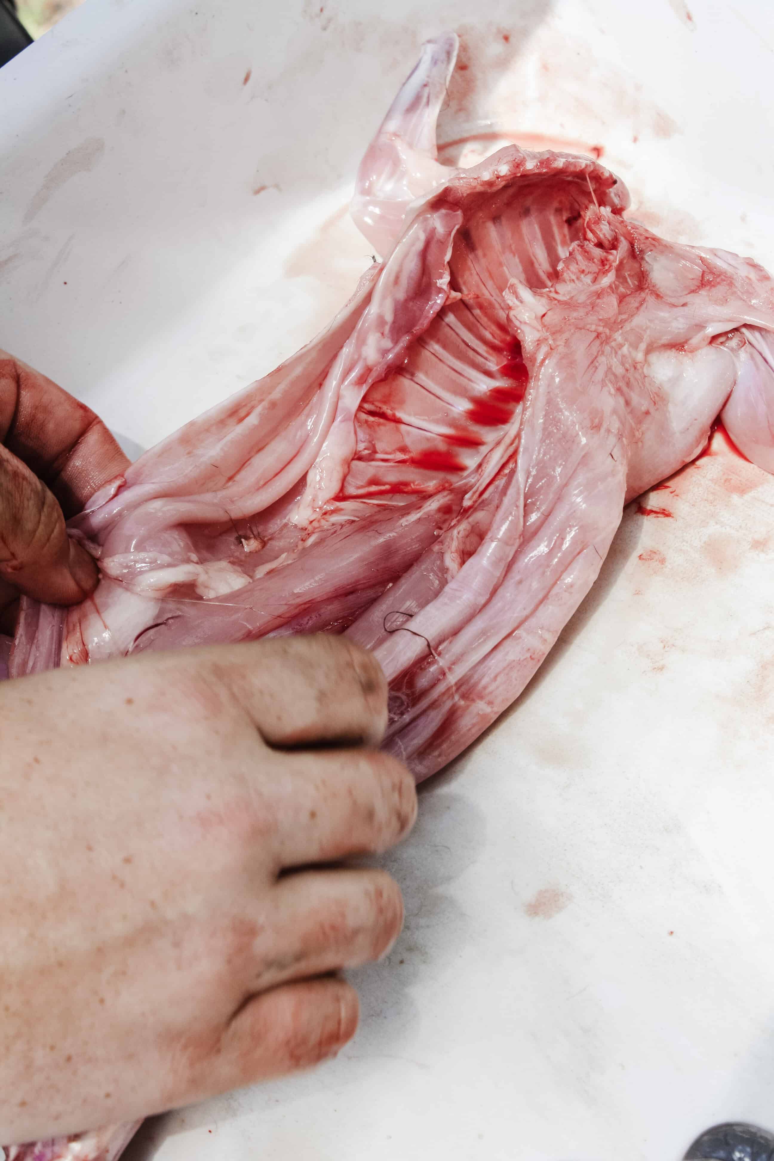 How to Butcher Rabbits: Step By Step Guide for Beginners