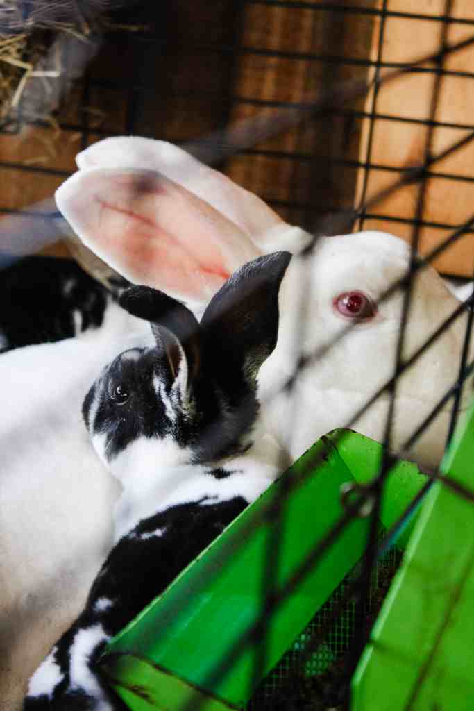 pot pie breeding rabbit