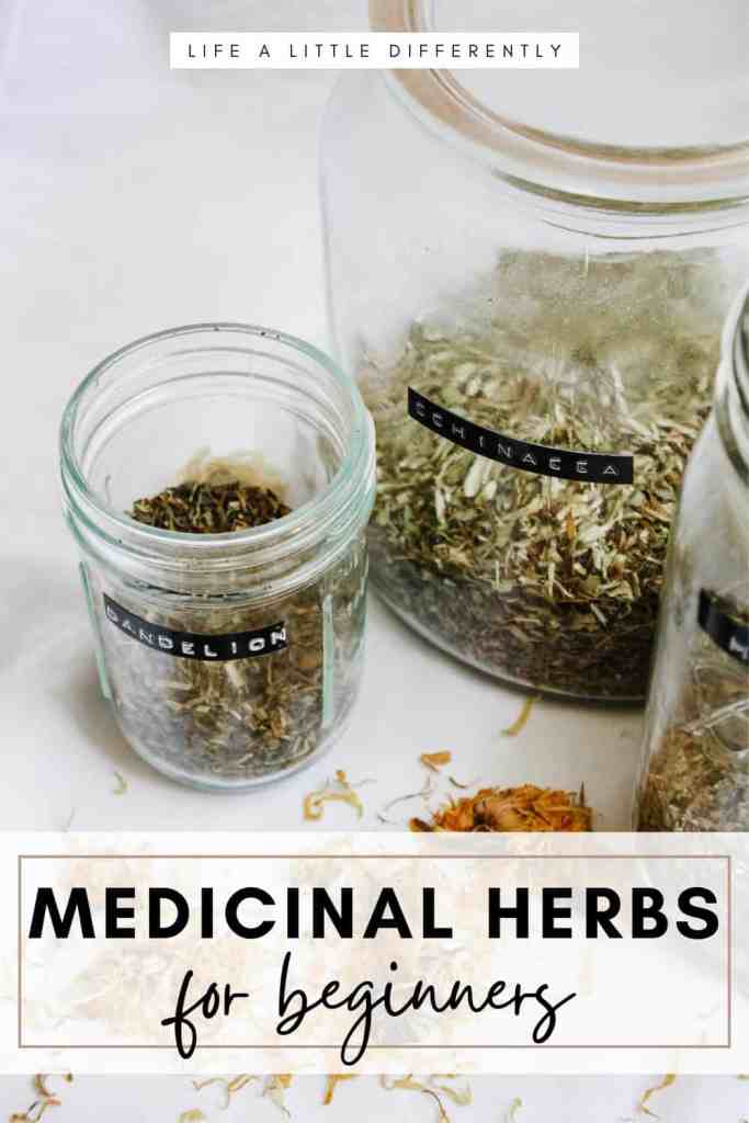 medicinal herbs for beginners medicinal herbs for beginners