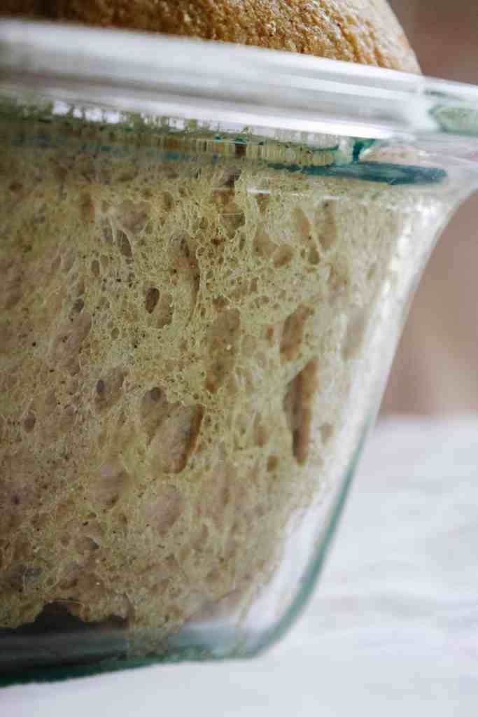 sourdough pumpkin sandwich bread rising sandwich bread