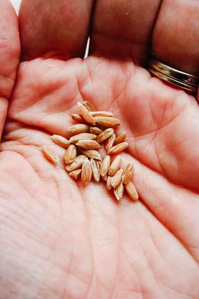 spelt handful of spelt